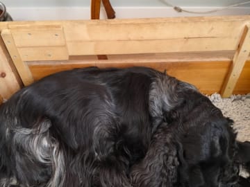 Cocker spaniel · Nyköping · Kvigdalens