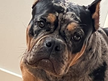 American Bully · Perstorp · Angela V.