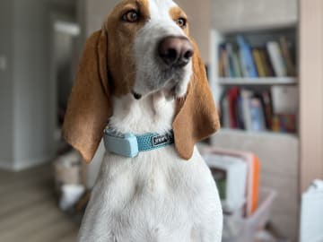 Blue de Gascogne/Basset · Hundvåg · Peter S.