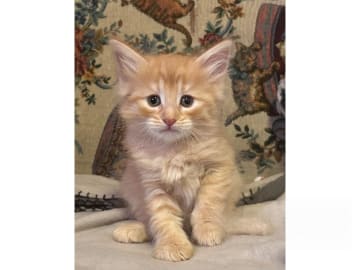 Norwegian Forest · Ekerö · S*Uncut Diamond