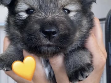 Finnish Lapphund · Sira · Anne Camilla Hansen