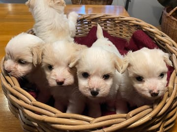 Havanese · Borre · Fra Lærkelyst
