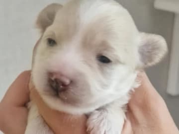 Maltipoo · Torshälla · Maltipoo