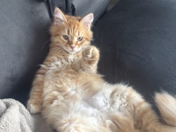 Sibirisk katt · Årsunda · William A.