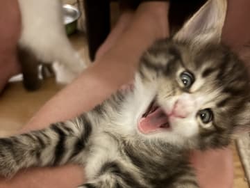 Norwegian Forest · Enköping · Lodahlshjem