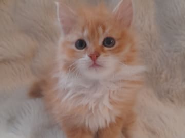 Sibirisk katt · Borlänge · SnowKitten