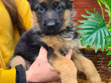 Schäferhund · Forshaga · Beer-Sebas