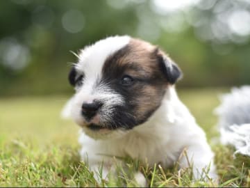 Jack russell terrier · Vaxholm · My Workingdogs