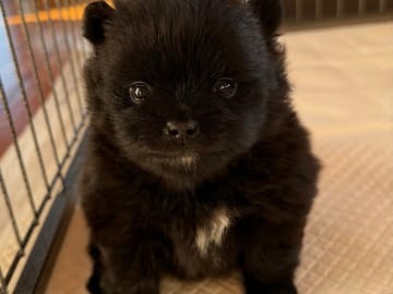 Pomeranian · Porsgrunn · Hanne Vågen