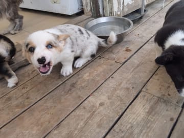 Welsh corgi cardigan · Frövi · Million dollar babys