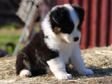 Australian shepherd · Ullared · Dragonora