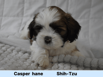 The merry shih-tzu family
