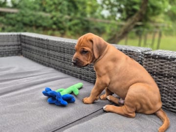 Rhodesian ridgeback · Staffanstorp · Aazambas