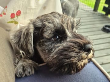 Dvärgschnauzer · Västervik · ELOFINS KENNEL