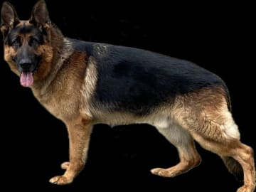 Schäferhund · Rønne · Skjoldungens