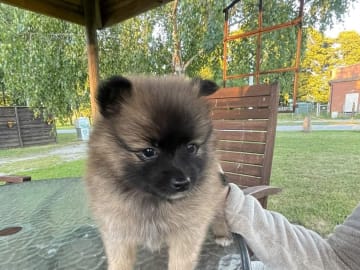 Tysk spets – mittelspitz · Harlösa · Team Draco's