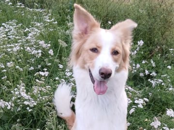 Aussie mix · Hållsta · Therese E.