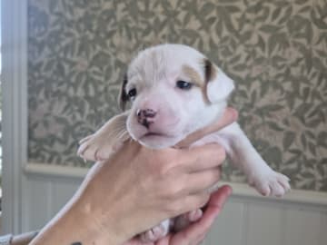 Jack Russell Terrier · Hudiksvall · Högskogens dröm