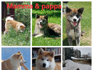 Akita inu · Dorotea · Krayon's kennel
