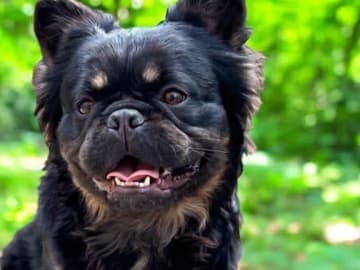 Fransk bulldogg · Knäred · Pontiacbulldogs