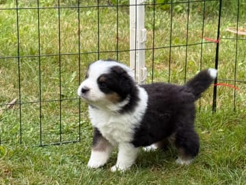 Miniature American Shepherd · Vittsjö · Kewonne