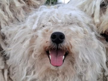Puli · Trelleborg · Xaida'z kennel