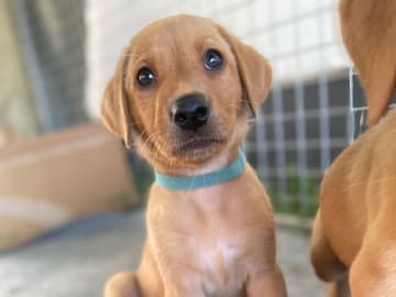 Labrador retriever · Lövestad · Gravel's
