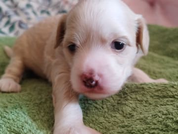 Chinese crested dog · Alnö · Xodix