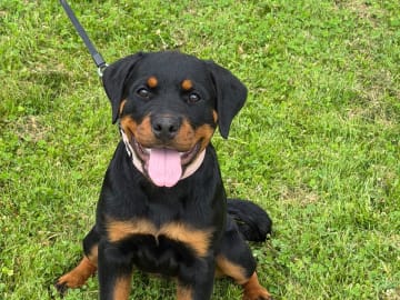 Rottweiler · Lödöse · Kennel Lexander's