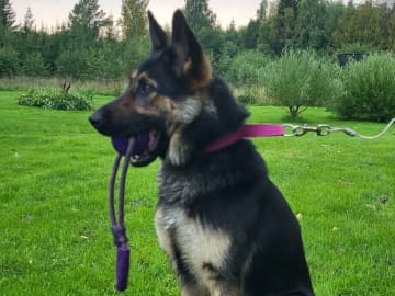 Schäferhund · Kramfors · Divatorpets