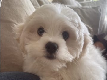 Maltipoo · Lidköping · Shkurta N.