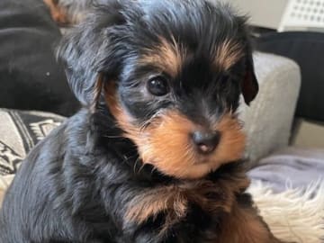 Yorkiepoo valpar toypudel yorkshireterrier · Näsviken · Lustbacka