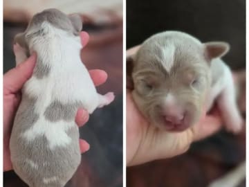 Terrier brasileiro · Arendal · Minna Camilla Therese Josefsson