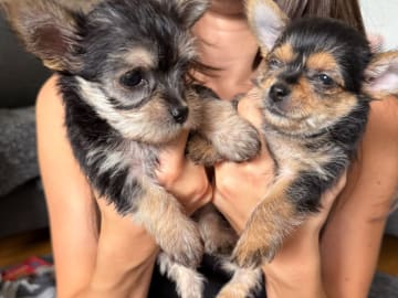 Chorkie · Vårby · DochD