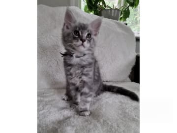 Maine Coon · Glanshammar · SE*Trollius New Moon