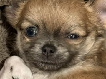 Chihuahua · Gravdal · Anette Fredriksen
