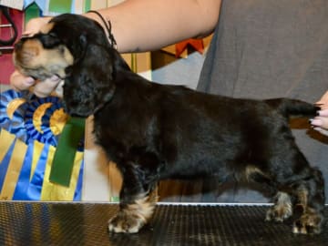 Coxica’s kennel