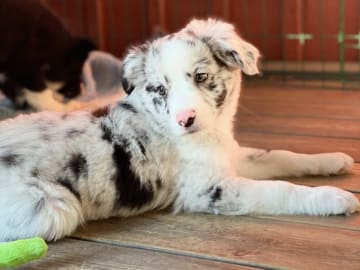 Miniature American Shepherd · Skepplanda · Sagolika Mas
