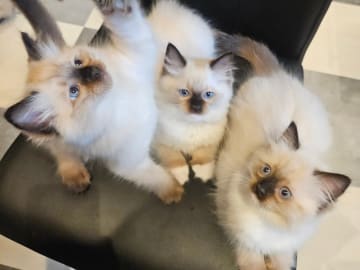 Ragdoll · Sollentuna · Viktoria J.