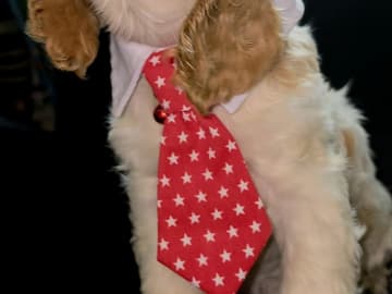 Cocker spaniel · Södertälje · Savanah B.
