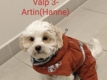 Söta valpar