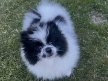 Pomeranian · Anderslöv · Hawar Hamid Hussein H.
