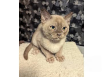 Burma (Sacred Birman) · Hjärup · S*Piapizzi's