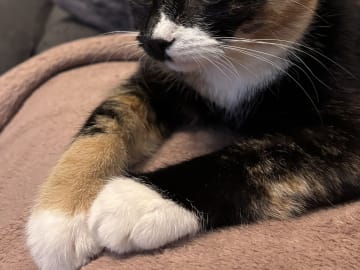 Huskatt · Borås · Nala A.