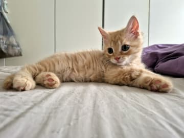 Maine Coon · Västra Frölunda · Dagdrivarn