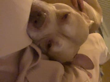 American bully · Malmö · Yasmine H.