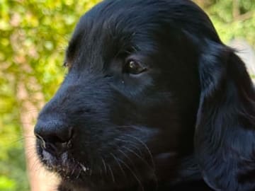 Flatcoated retriever · Åkersberga · Engsboda