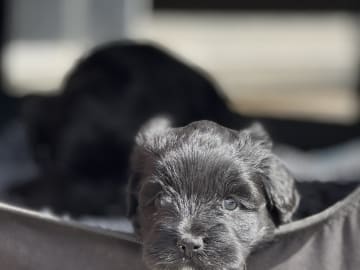 Tibetansk terrier · Skokloster · Solstickans