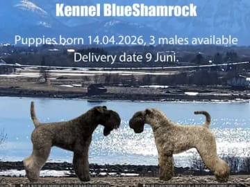 Kerry blue terrier · Stokmarknes · Blueshamrock