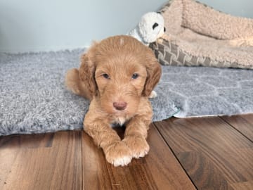 101 Labradoodles
